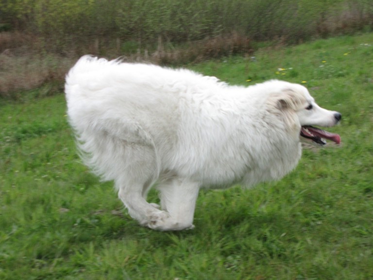 Pyreneese Berghond