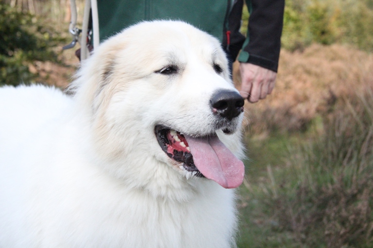 Pyreneese Berghond