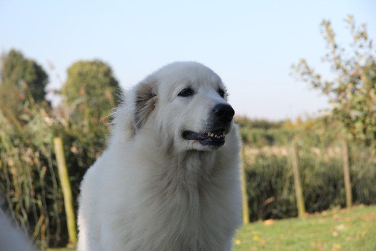 Pyreneese Berghond