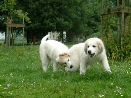 Pyreneese Berghond