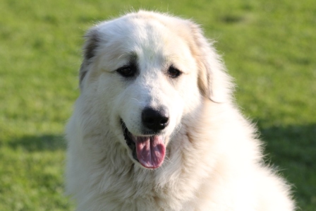 Pyreneese Berghond