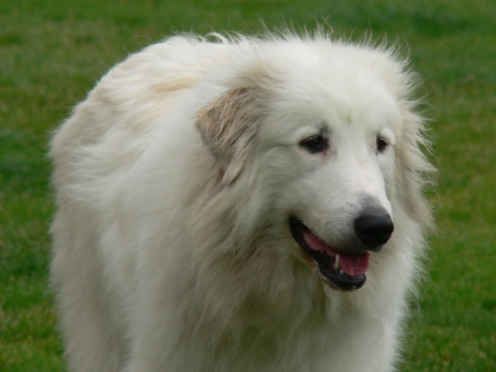 Pyreneese Berghond