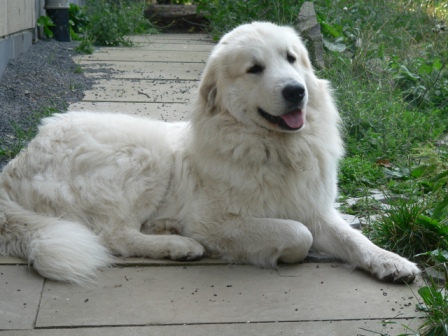 Pyreneese Berghond