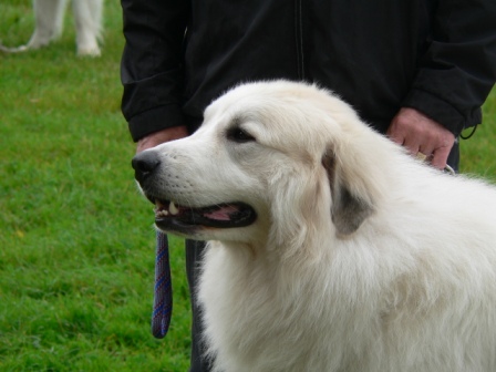 Pyreneese Berghond