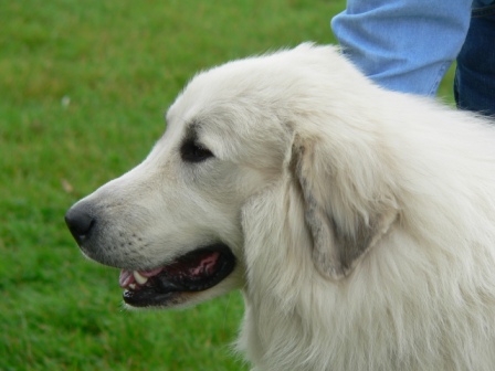 Pyreneese Berghond